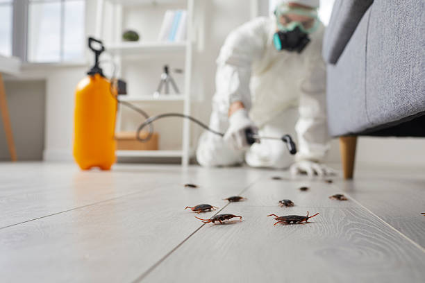 Post-Treatment Bed Bug Interceptor Monitoring in Maricopa